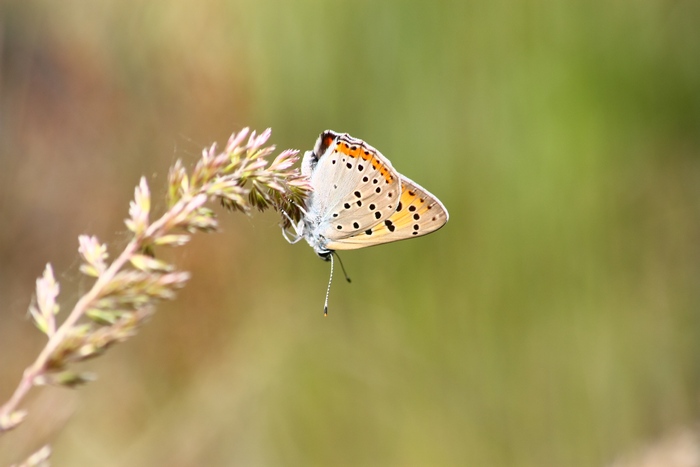 Quiz Licenide da identificare